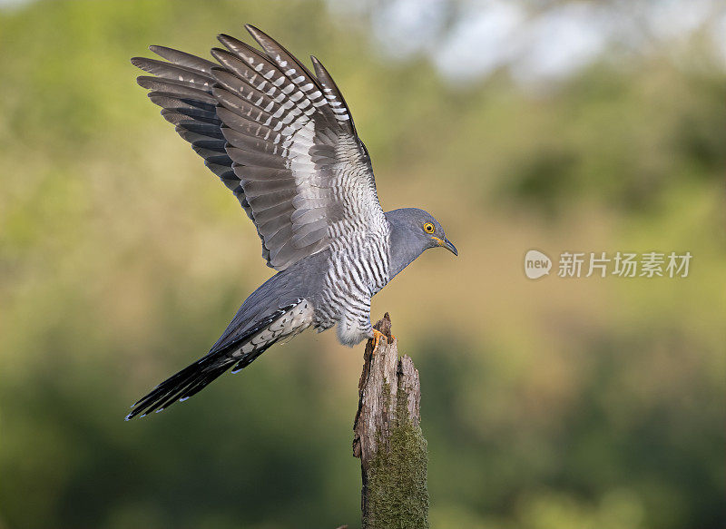 雄性杜鹃(Cuculus canorus)